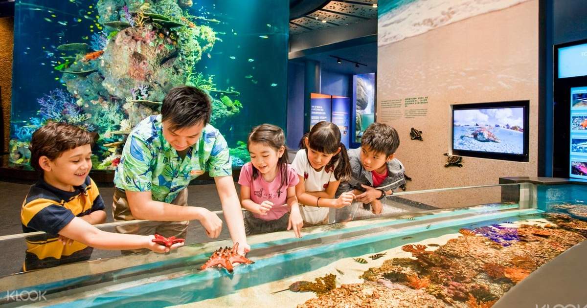 S.E.A. Aquarium Ticket Sentosa, Singapore - Klook